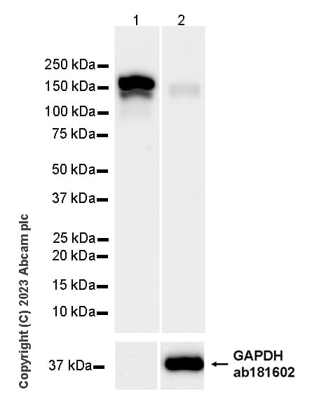 Ceruloplasmin Antibody Epr28432 1 Bsa And Azide Free Ab314669  Western Blot Img421777