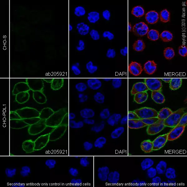 Anti-PD-L1 antibody [28-8](AB205921)