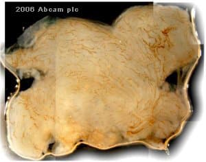 Anti-LYVE1 antibody - BSA and Azide free(AB14917)