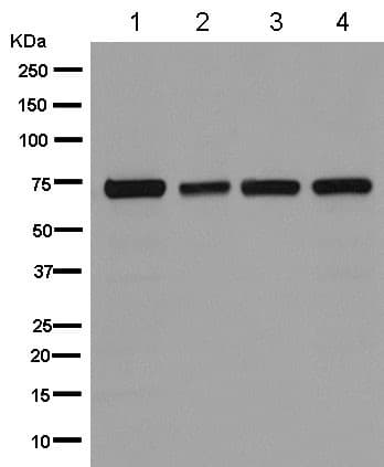 Anti-COG6 antibody [EPR14170(B)] - BSA and Azide free(AB250159)