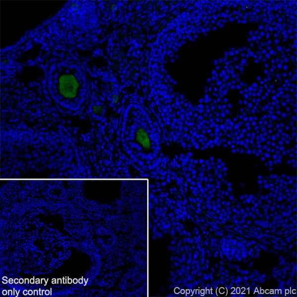 Anti-DDX4 / MVH antibody [RM1022] - BSA and Azide free(AB284612)