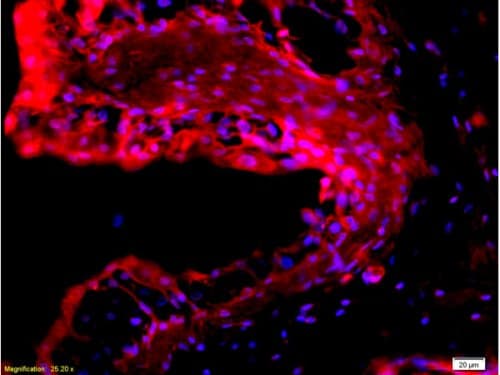 Anti-EpCAM antibody(AB216832)