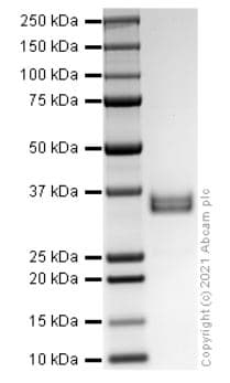 Recombinant human Apolipoprotein E(AB280330)