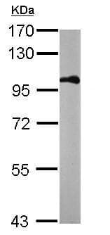 Anti-beta Catenin antibody - ChIP Grade(AB227499)