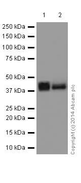Anti-ERK1 + ERK2 antibody [EPR17526](AB184699)