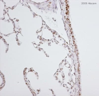 Anti-Nrf2 (phospho S40) antibody [EP1809Y](AB76026)