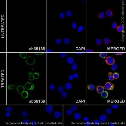 Goat Anti-Rabbit IgG H&L (Alexa Fluor® 488) preadsorbed(AB150081)