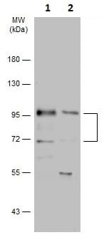Mdm2 Antibody Chip Grade Ab226939  Western Blot Img61059