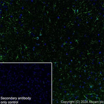 Goat Anti-Rat IgG H&L (Alexa Fluor® 488)(AB150157)
