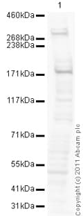 Goat Rabbit Igg H L Hrp Preadsorbed Ab97080  Western Blot Img87840