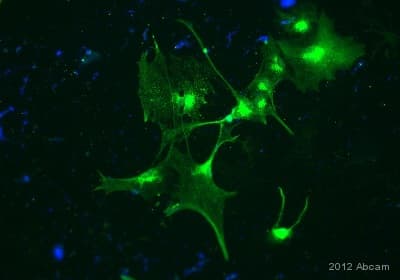 Anti-LRP1 antibody [EPR3724](AB92544)