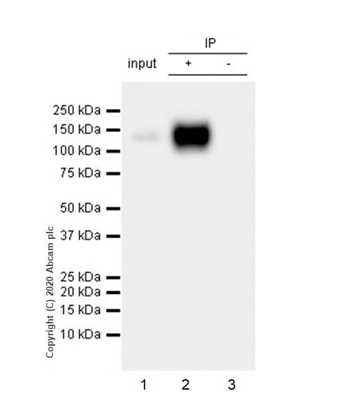 Anti-CD133 antibody [RM1002] - Stem Cell Marker(AB278053)
