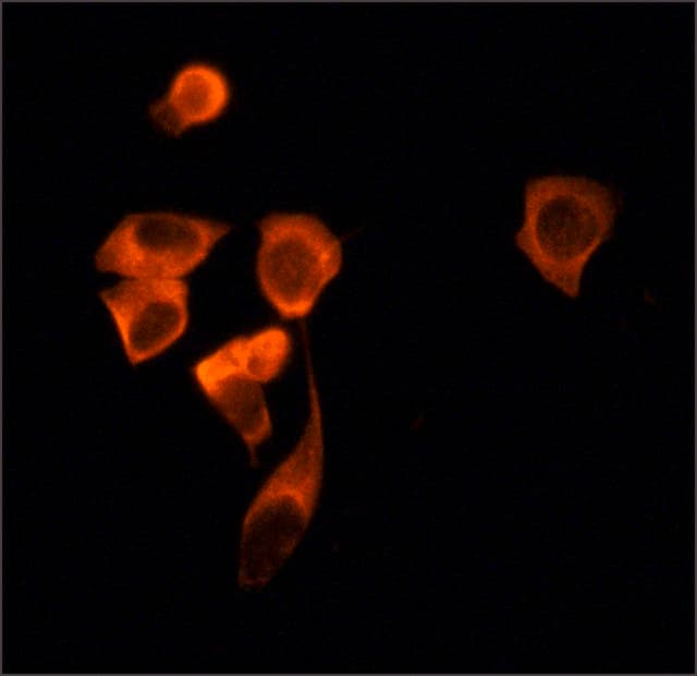 Anti-SIRT2 antibody(AB67299)