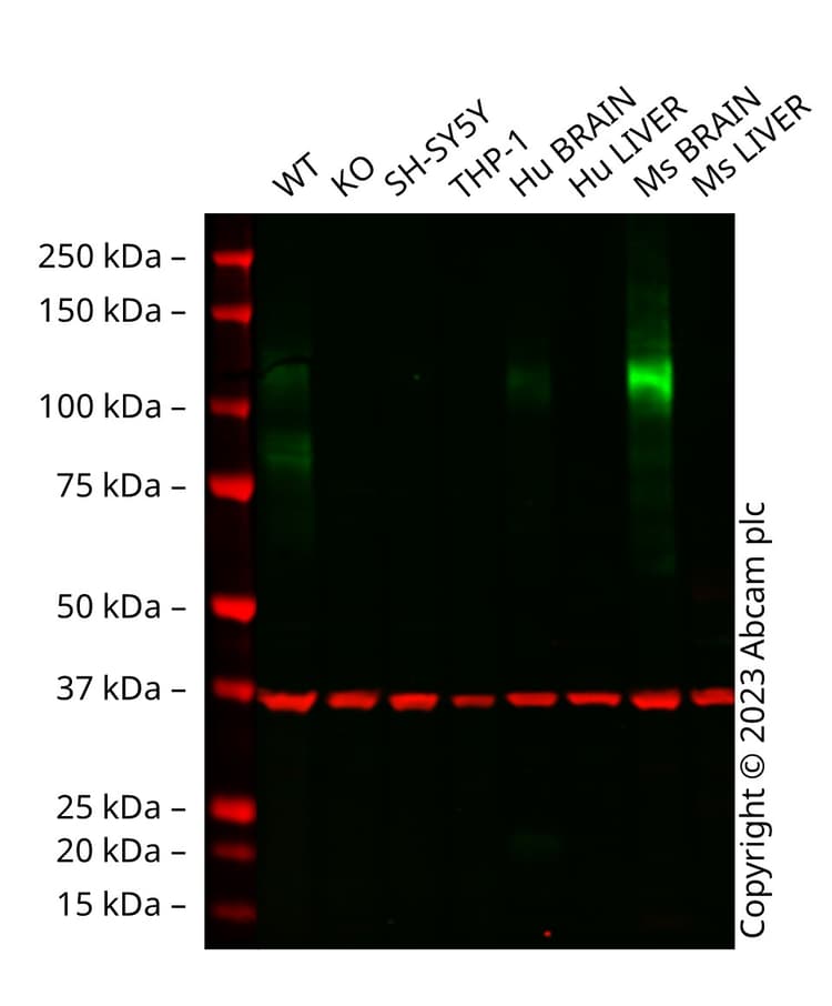 Anti-NMDAR1 antibody [EPR23397-66](AB274377)