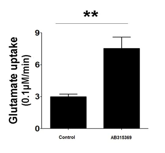 Cortical Astrocytes - Human iPSC derived cells (Male, WC-30)(AB315369)