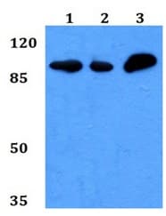 Icam5 Antibody Ab192415  Western Blot Img15995