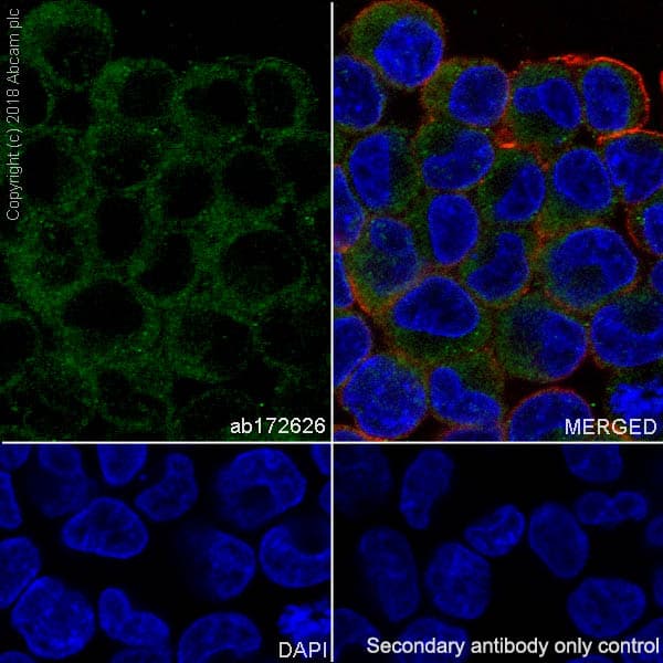 Sp17 Antibody Ep6496 Bsa And Azide Free Ab245780  Immunocytochemistry Immunofluorescence Img21419