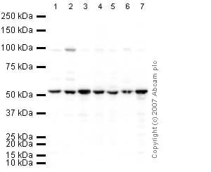 HRP Anti-beta Tubulin antibody - Loading Control(AB21058)