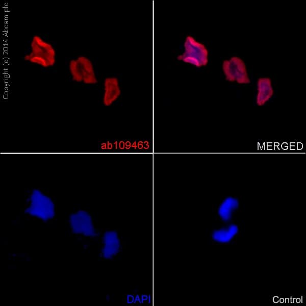 Anti-Histone H4 (acetyl K16) antibody [EPR1004] - BSA and Azide free(AB194352)