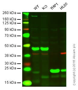 Anti-Glutathione Peroxidase 1 antibody(AB22604)