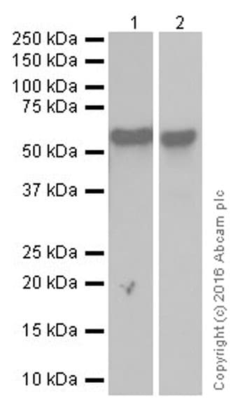 Anti-Smad2 + Smad3 antibody [EPR19557-4] - ChIP Grade(AB202445)