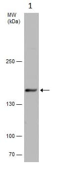 Anti-Rad50 antibody(AB228886)