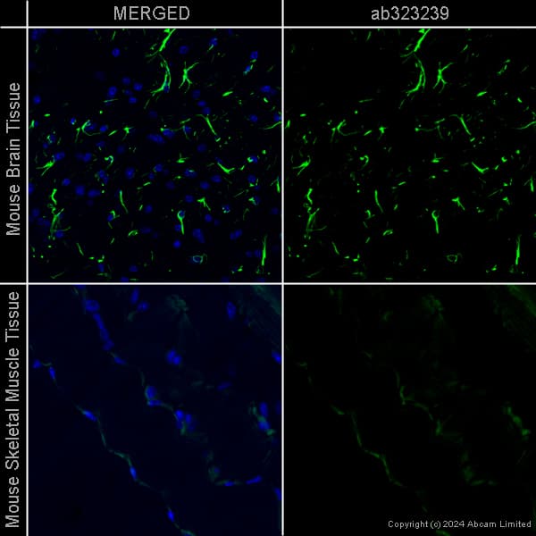 Goat Anti-Chicken IgY H&L (Alexa Fluor® 488) preadsorbed(AB150173)