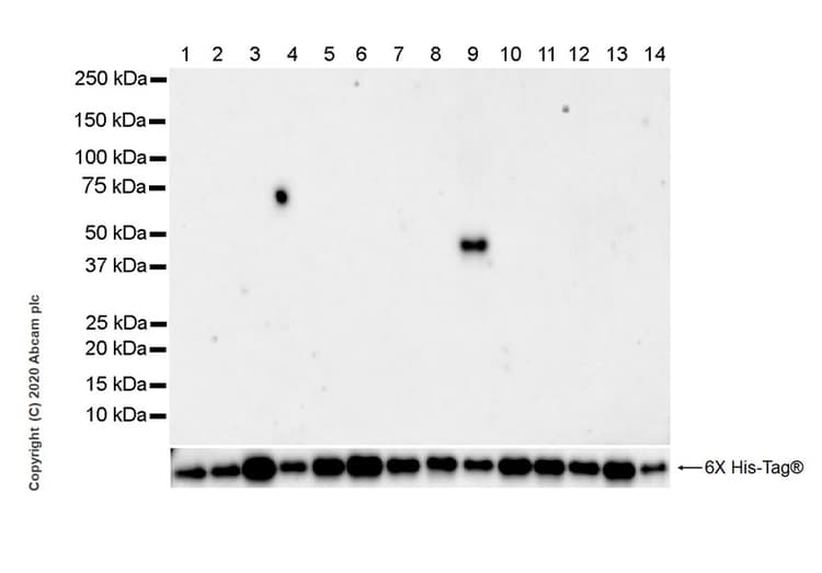 Idh2 Mutated R172m Antibody Mmab 1 Bsa And Azide Free Ab264061  Western Blot Img17535