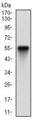 Pdk2 Antibody 3f2d7 Ab201964  Western Blot Img81653