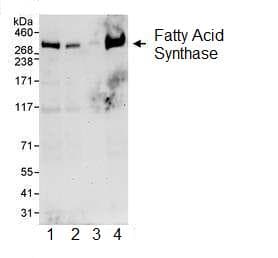 Anti-Fatty Acid Synthase antibody(AB99359)