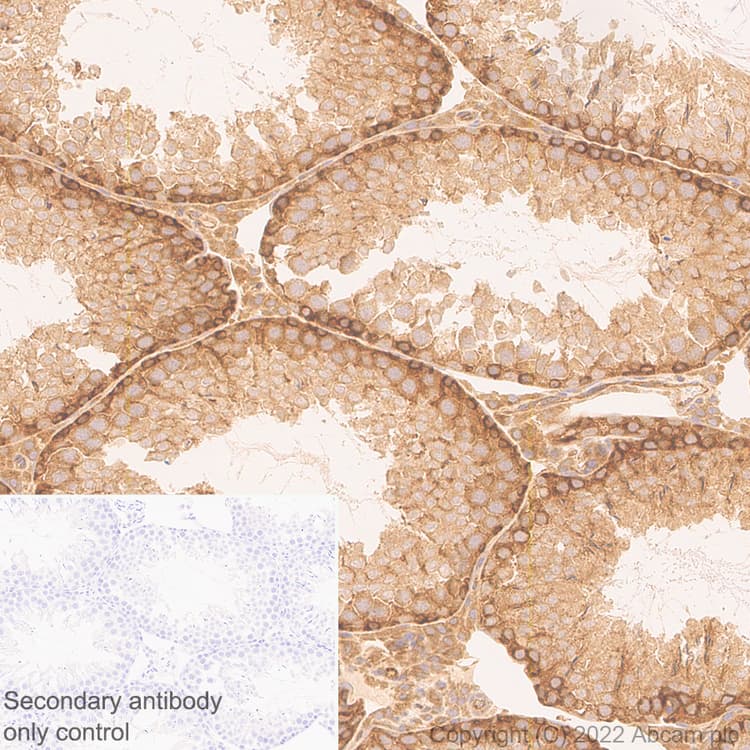 Anti-ATG12 antibody [EPR27485-89] - BSA and Azide free(AB303489)