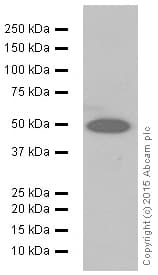 Anti-HMGCS2 antibody [EPR8642](AB137043)