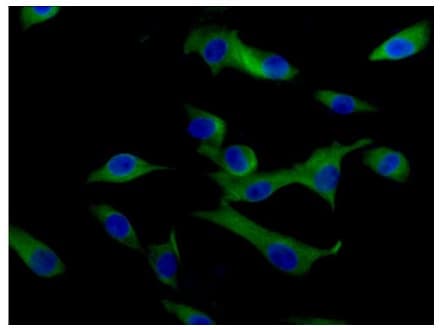 Vamp2 Antibody Epr12790 Bsa And Azide Free Ab214590  Immunocytochemistry Immunofluorescence Img43108