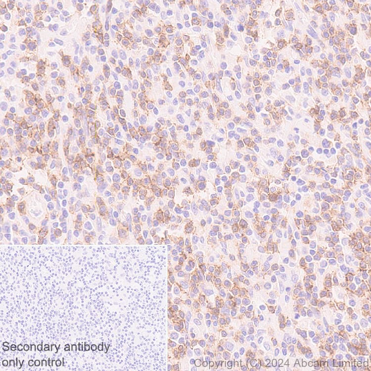 Anti-NKG2D antibody [RM1173] - BSA and Azide free(AB319163)