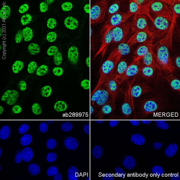 Anti-HCF-1 / Host Cell Factor C1 antibody [EPR25290-18](AB289975)