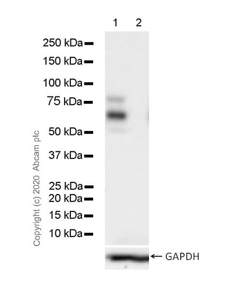 Anti-SOX10 antibody [SOX10/991](AB218522)