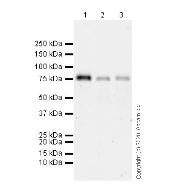 Bmal1 Antibody Epr20906 14 Ab235577  Western Blot Img7781