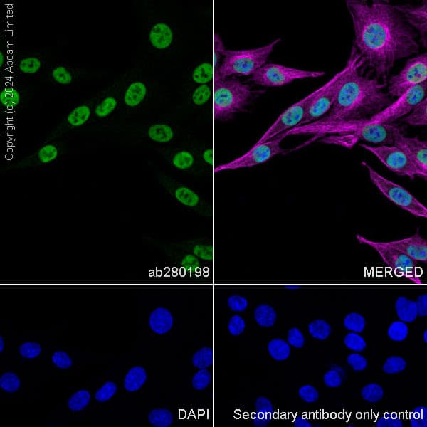 Anti-HDAC1 antibody [EPR23847-170](AB280198)