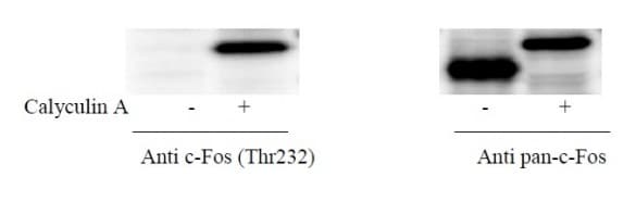 Phospho-c-Fos (T232) and Total c-Fos ELISA Kit(AB279758)