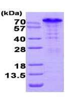 Recombinant Human Bag3 protein(ab95384)