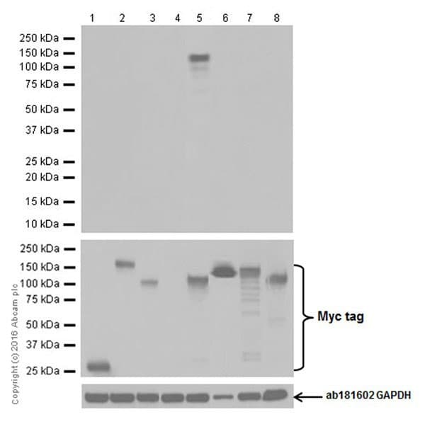 Anti-CRISPR-Cas9 antibody [EPR19620](AB202638)