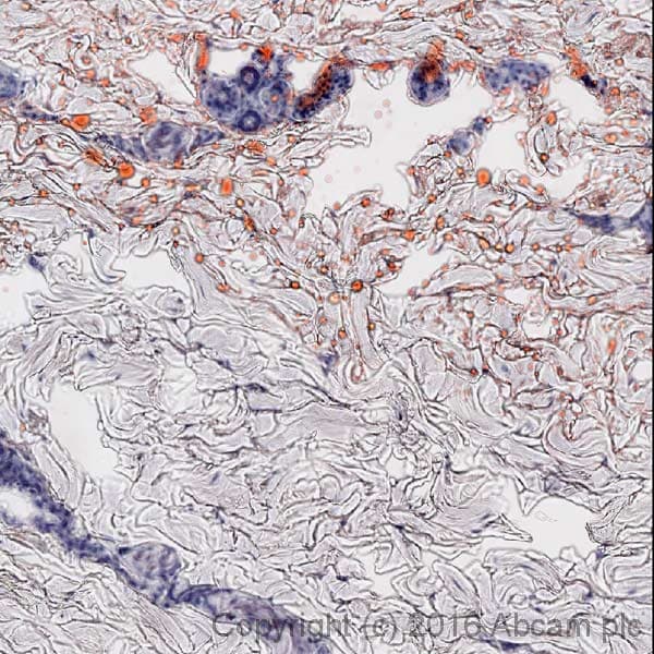 Oil Red O Stain Kit (Lipid Stain)(AB150678)