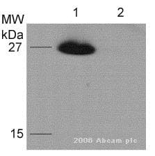 Anti-HA tag antibody [HA.C5](AB18181)