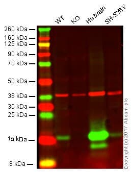 Anti-Alpha-synuclein antibody [EPR20535] - BSA and Azide free(AB225866)