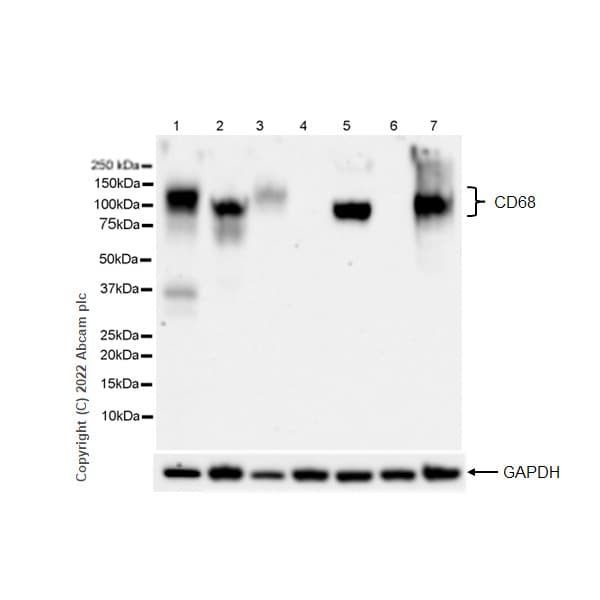 Anti-CD68 antibody [RM1031] - BSA and Azide free(ab303566)