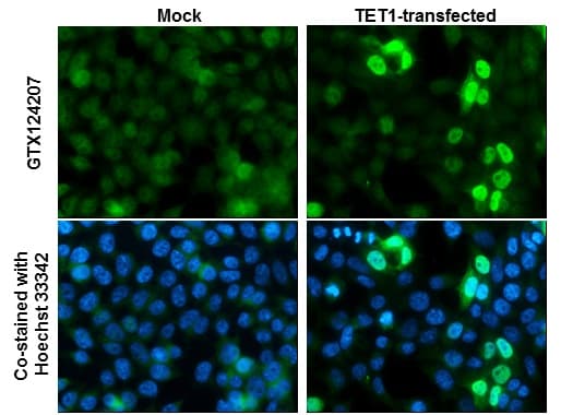 Anti-TET1 antibody(AB272900)