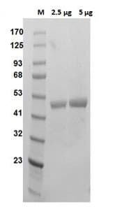 Recombinant human Ornithine Decarboxylase/ODC protein (Active)(ab286069)