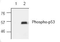 HeLa whole cell lysate(AB150035)