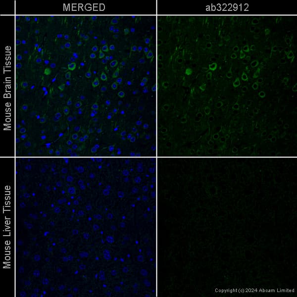 Goat Anti-Chicken IgY H&L (Alexa Fluor® 488) preadsorbed(AB150173)