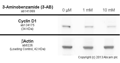 Anti-Cyclin D1 antibody [EPR2241] - C-terminal(AB134175)